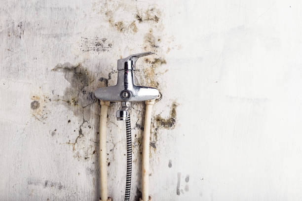 Mold Removal and Inspection in Nanakuli, HI