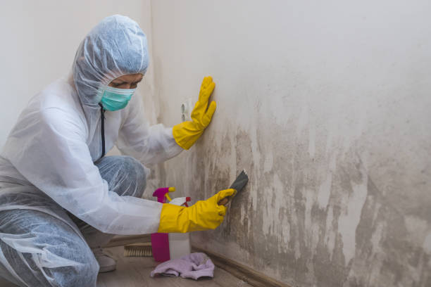 Best Mold Removal Specialists  in Nanakuli, HI