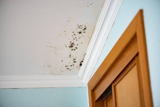 Best Best Mold Removal Companies  in Nanakuli, HI
