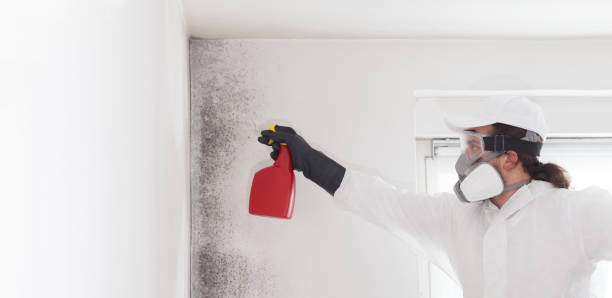 Best Mold Removal Company Near Me  in Nanakuli, HI