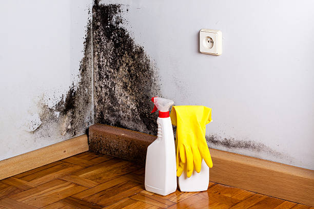 Best Office Mold Removal Services  in Nanakuli, HI