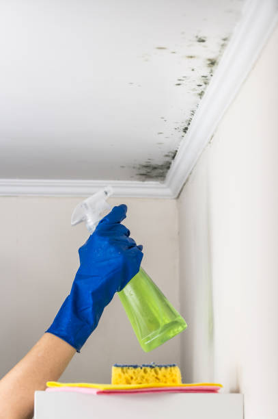 Best Mold Damage Repair  in Nanakuli, HI